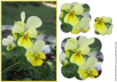 Yellow Pansies Scalloped Pyramage
