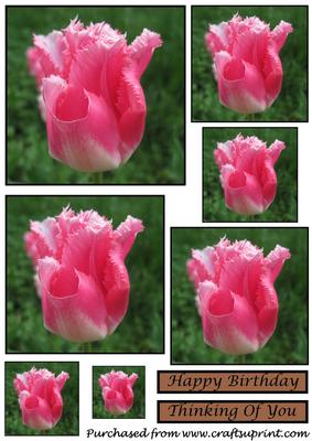 Floral Tulip Toppers 3