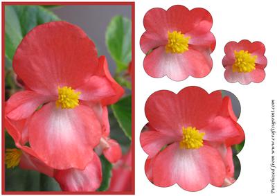 Begonia Flower Scalloped Pyramid