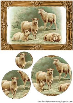Farm Sheep Circle Pyramid