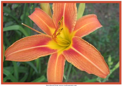 Tiger Lily A4