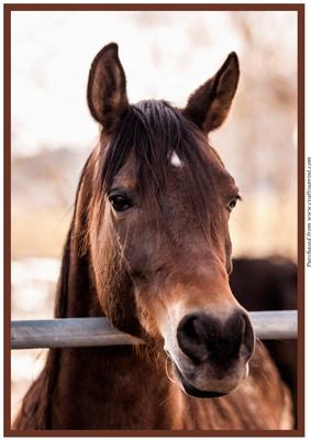 Arabian Horse A4