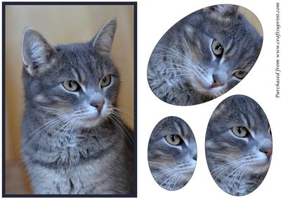 Grey Cat Oval Pyramid