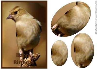 Chaffinch Bird Oval Pyramid