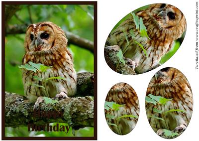 Tawny Owl Oval Pyramid