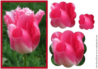 Floral Tulip Scalloped Pyramid 3