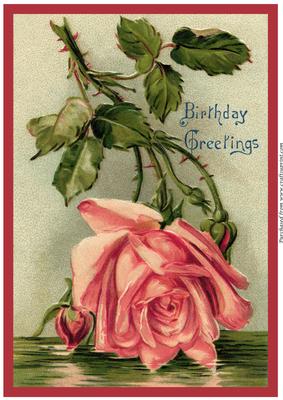 Vintage Pink Rose A4