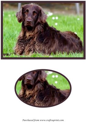 Dog Laying Quick Card Front
