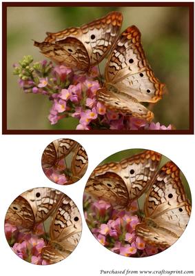 Butterfly Couple Circle Pyramid