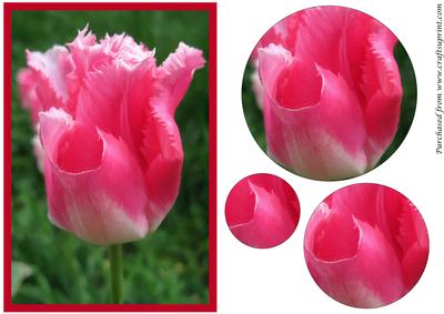Floral Tulip Circle Pyramage 3