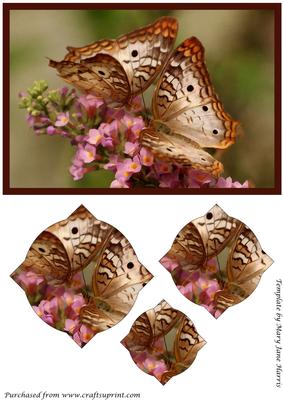 Butterfly Couple Splendid Pyramid