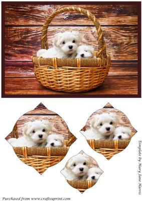 Cute Puppies in Basket Splendid Pyramid