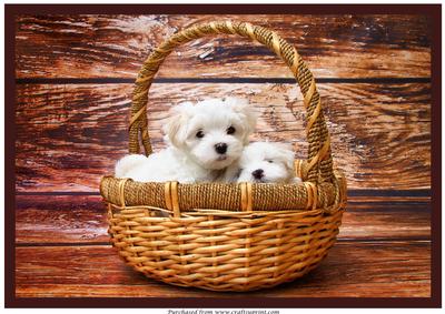 Cute Puppies in Basket A4
