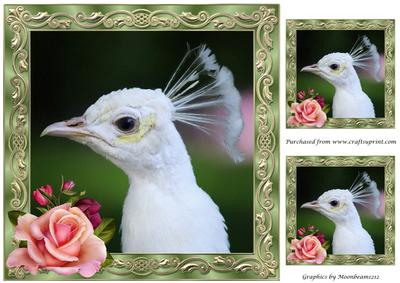 White Peacock Framed Topper
