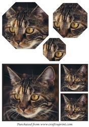 Cat Octagon Pyramid 4