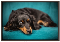 Cute Dog on Couch A4