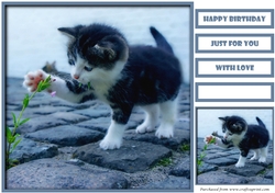 Cute Kitten Quick Card