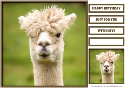 Funny Alpaca Quick Card