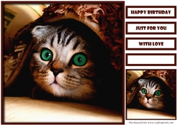 Funny Cat Quick Card 2