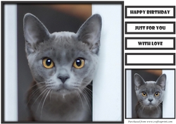 Funny Cat Quick Card 3