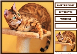 Funny Cat Quick Card 6
