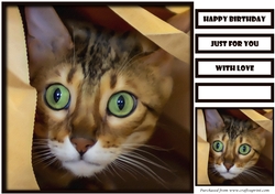 Funny Cat Quick Card 8