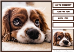 Funny Dog Quick Card 2
