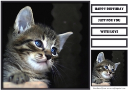 Cute Cat Quick Card 4