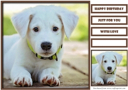 Cute Dog Quick Card 7