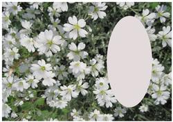 White Flowers Insert