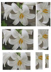 White Lilies Pyramid