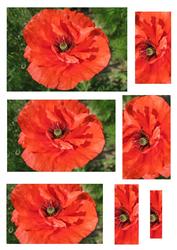 Poppy Pyramid