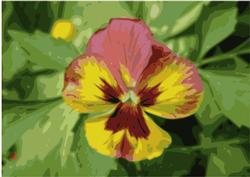 Pansy Background 1