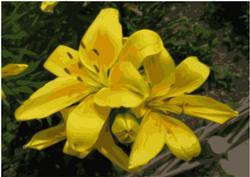 Yellow Lilies Background