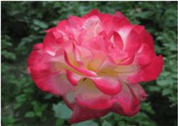 Pink Rose Background