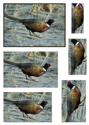 Ring-necked Pheasant Pyramid