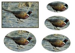 Ring-necked Pheasant Oval Pyramid