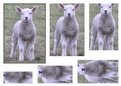 Cute Little Lamb Pyramid