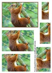 Red Squirrel Climbing Up a Tree Pyramid
