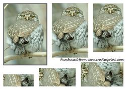 Northern Pygmy Owl Pyramid