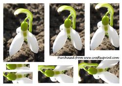 Snowdrop Pyramid