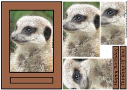 Meerkat Quick Card