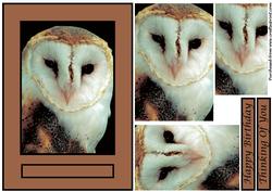 Barn Owl Quick Card