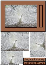 White Peacock Quick Card