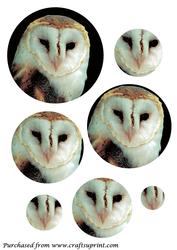 Barn Owl Circle Pyramid