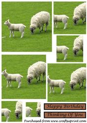 Baby Sheep Square Pyramid