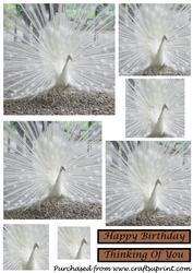 White Peacock Square Pyramid