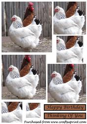 Hen and Cock Square Pyramid