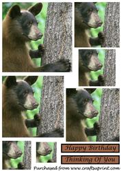 American Black Bear Square Pyramid