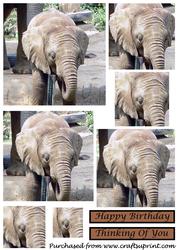 Baby Elephant Square Pyramid